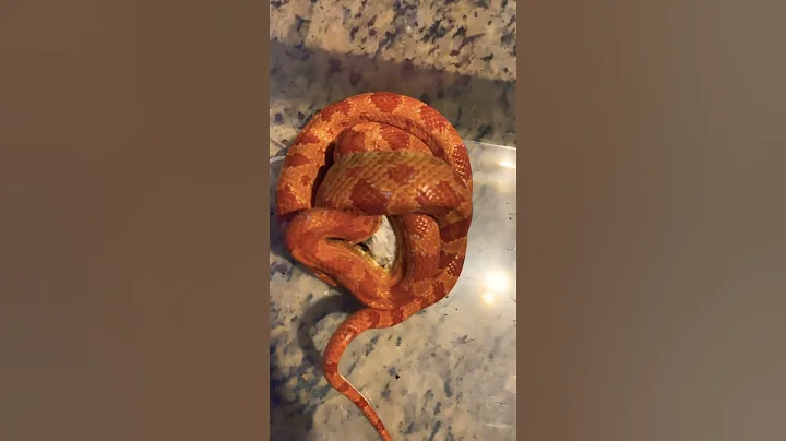 Ball of pain! #cornsnake #hungry - DayDayNews