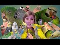 Meet all my birds | I have 29 birds and I show you two new species that I added to my flock