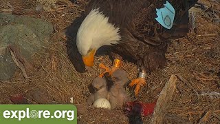 Bald Eagle Success Story! Two Chicks At a Troubled Nest!