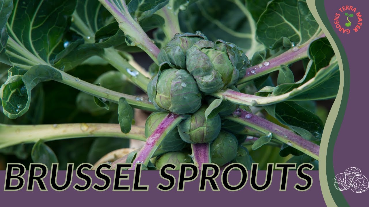 Brussels sprouts HD 1080p YouTube