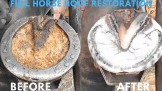 Shire Horse  Full Horse Hoof Restoration.