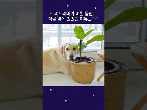 리트리버가 <strong>며칠</strong> 내내 식물 옆에 대기하던 <strong>이유</strong>….