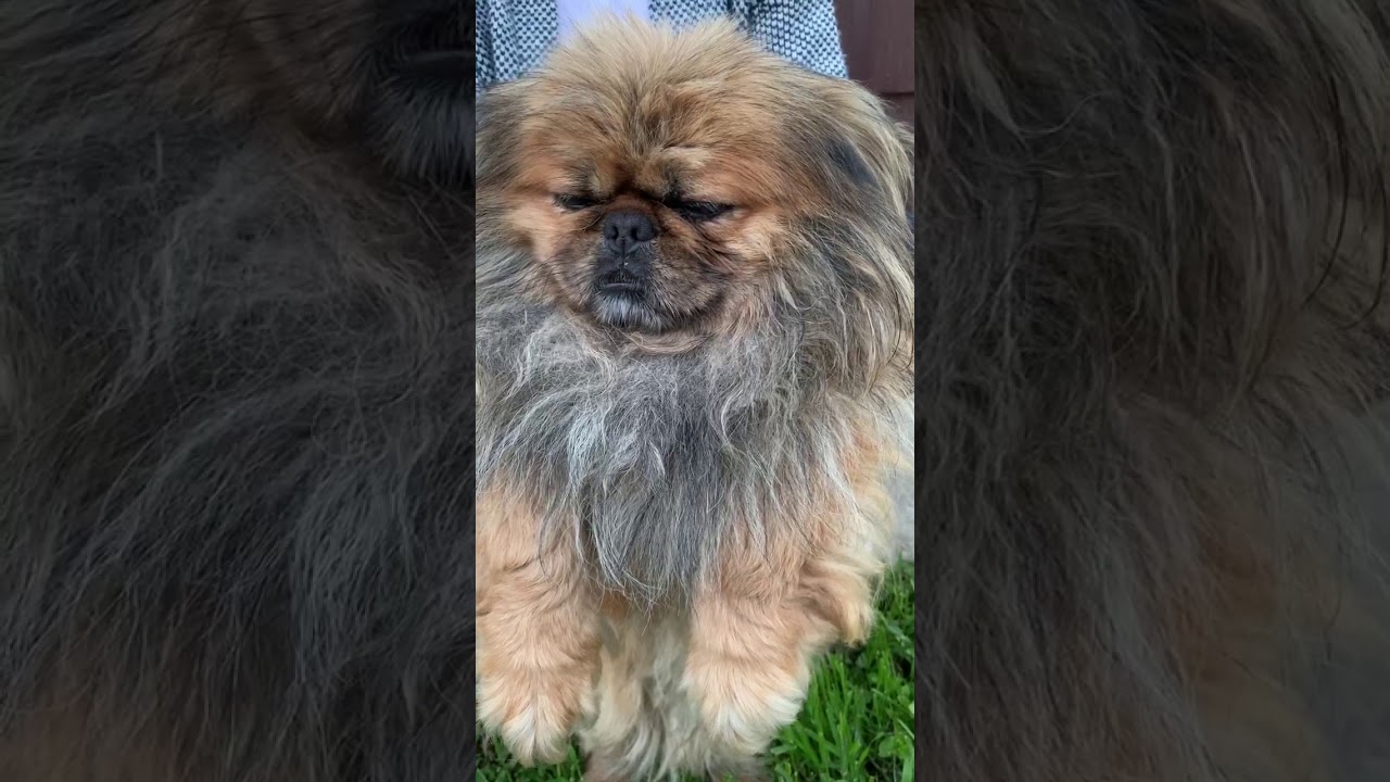 Собачий депутат о значении Дня Победы