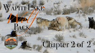 Yellowstone's Wolves in Winter - Spend 2 Days with the Wapiti Pack, Chapter 2 of 2 - December 2019 by Yellowstone Video 13,519 views 4 years ago 22 minutes