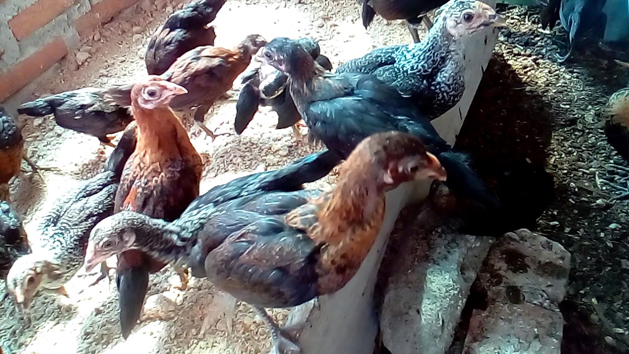 Ayam Kub Ppg