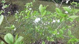 Halesia carolina halézie karolínská