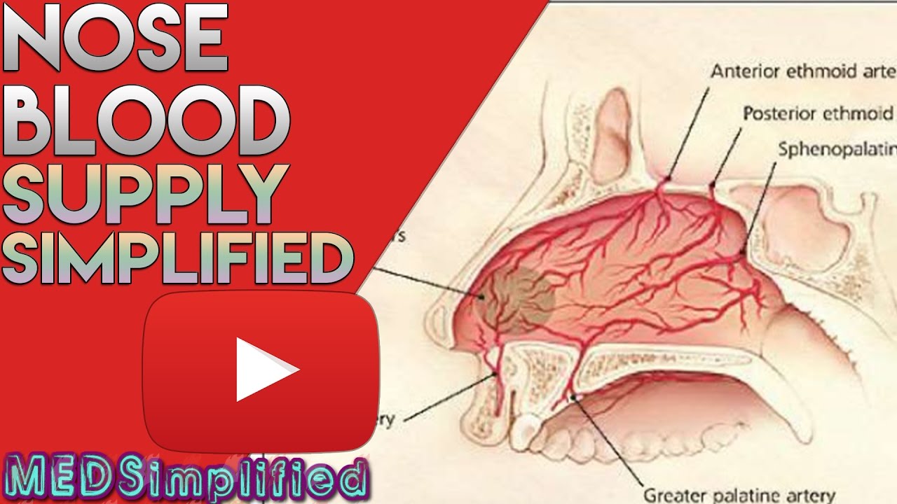 Nose Anatomy- Nasal Blood Supply - YouTube