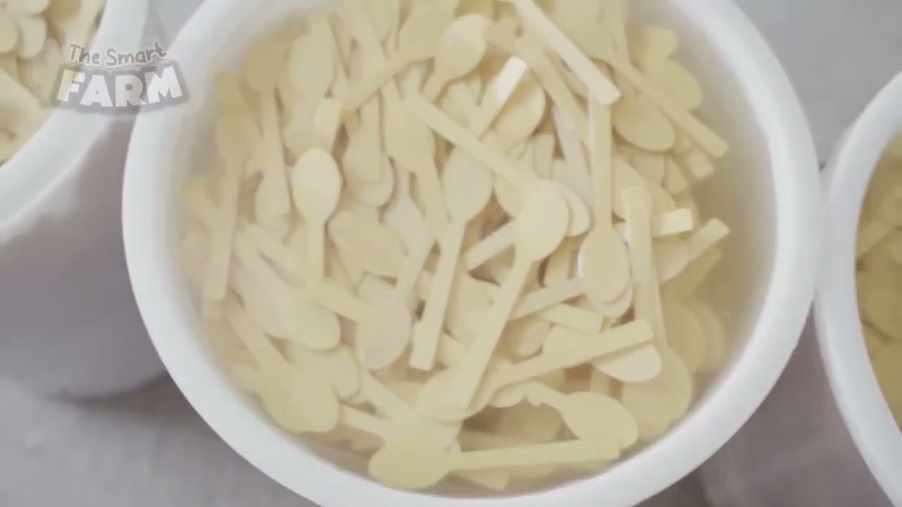 Bamboo, Miracle Plant