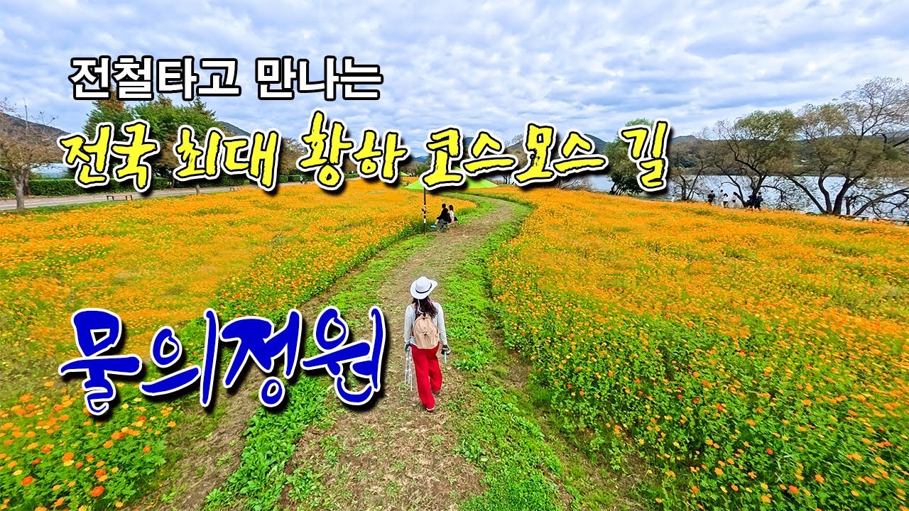 전철타고 가서 만나는 전국 최대 황하코스모스 군락지 물의정원,마음정원,두물머리#물의정원  #두물머리 #황하코스모스