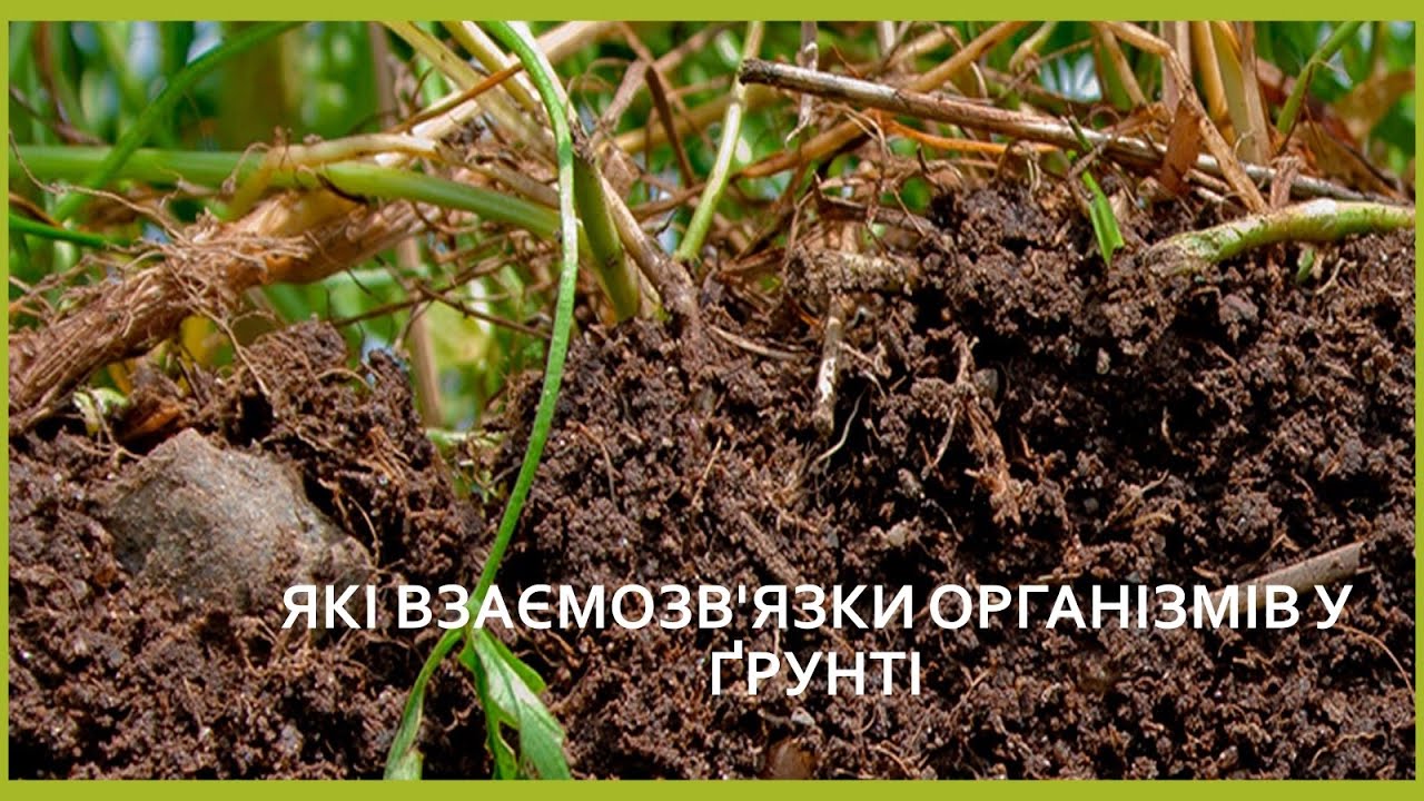 Пізнаємо природу 6 кл №56