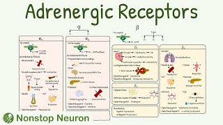 Adrenergic Receptors: Types, Distribution, Mechanism, Agonist, Antagonist