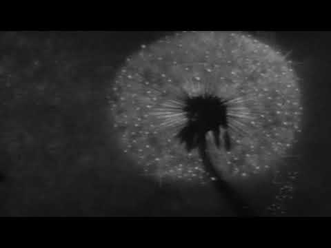 Captain Beefheart and His Magic Band - This Is The Day