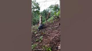 Mikat ciblek ganas#ciblek #birds #kicaumania #kicaumanianusantara #fyp #sorotan 