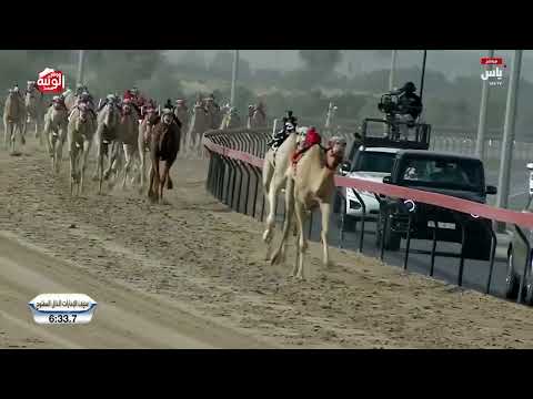 الشوط 4 سيف الإمارات سمحة لـ هجن الرئاسة 12 08 00 مهرجان ختامي المرموم 2025 4 28 حول الشوط 4 سيف الإمارات سمحة لـ هجن الرئاسة 12 08 00 مهرجان ختامي المرموم 2025 4 28 حول