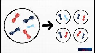 Mitoz Mu Mayoz Mu? En Kolay Ve Eğlenceli Anlatım
