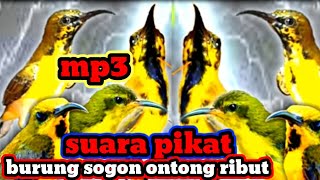 suara pikat burung sogok ontong ribut dan menjerit !!! pikat sogon paling ampuh