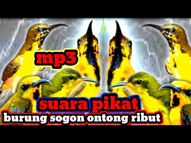 suara pikat burung sogok ontong ribut dan menjerit !!! pikat sogon paling ampuh class=