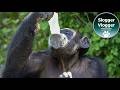Watch How Clever Mandy the Chimpanzee Handles the Summer Heat