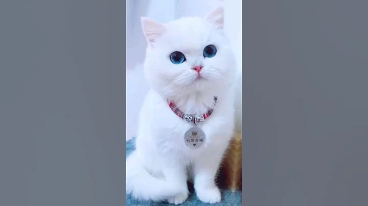 Cat Kissing #cat #kitty #cats #shorts#catlover #pets