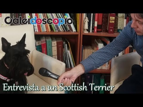 Entrevista a un Scottish Terrier Terrier Escocés. Origen, Características, Alimentación, Cuidados y Curiosidades