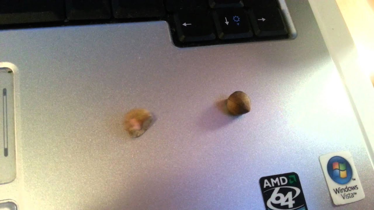 De hoppande bönorna Loppan & Billie