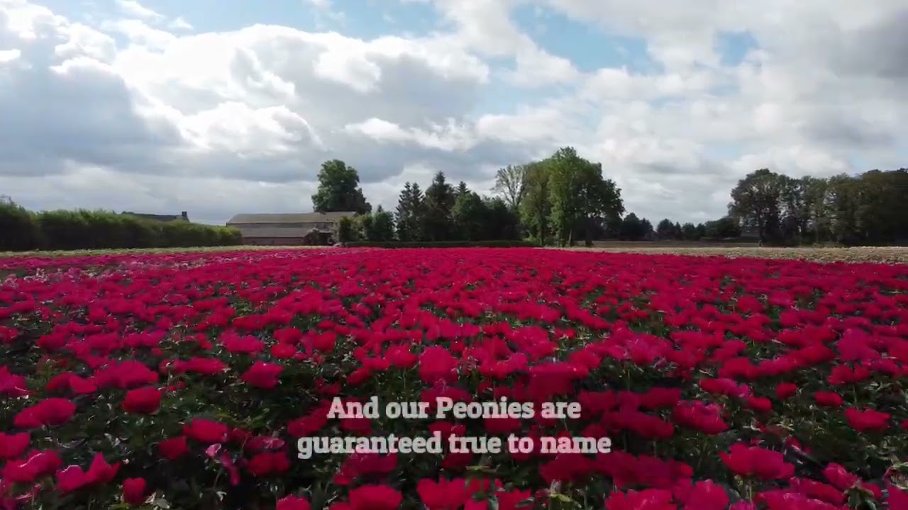 Millions of flowering Peonies from Green Works