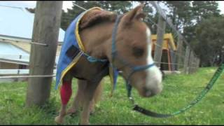 Introducing Koda, The Smallest Horse In Australia