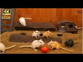 Cat TV Games Mice Playing Hide Seek On Screen Best Mouse Videos For Cats To Watch 4K 60fps Cat TV Games Mice Playing Hide Seek On Screen Best Mouse Videos For Cats To Watch 4K 60fps