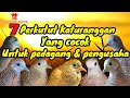 Download Lagu 7 Perkutut katuranggan yang cocok untuk pedagang & pengusaha