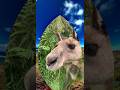 Kangaroo Dreaming 2 a NSW Coastal Headland Adventure with 12-String Guitar 🪕🦘✨🎼 #short