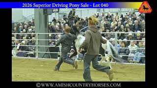Paint Pony Sells for 49 000 at the 2026 Superior Driving Pony Sale