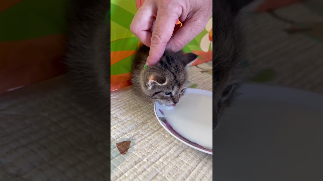 Как научить котёнка пить молоко ❤️❤️❤️ котя первый раз пьёт 