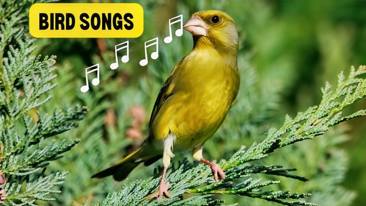 Bird Songs Of Nature The GreenFinch