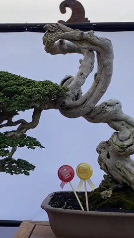 BONSAI BATANG PEMBENTUKAN EKSPRESIONISME / Inspirasi  Bonsai Juara