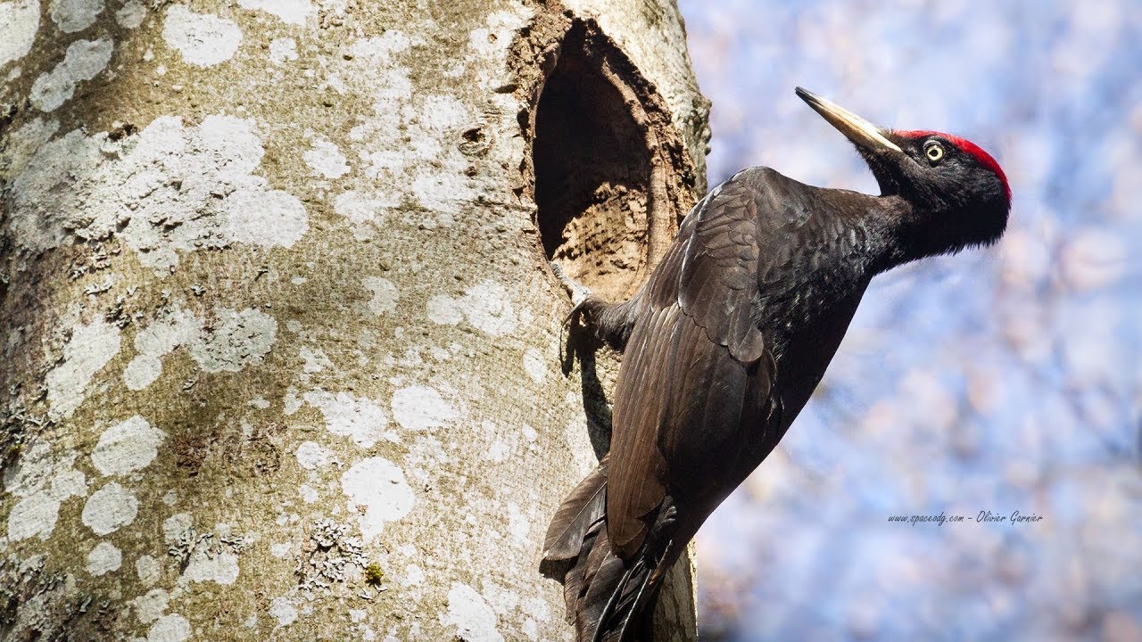 Pic noir mâle à la loge