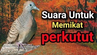 Mp3 perkutut lokal pancingan untuk pikat.