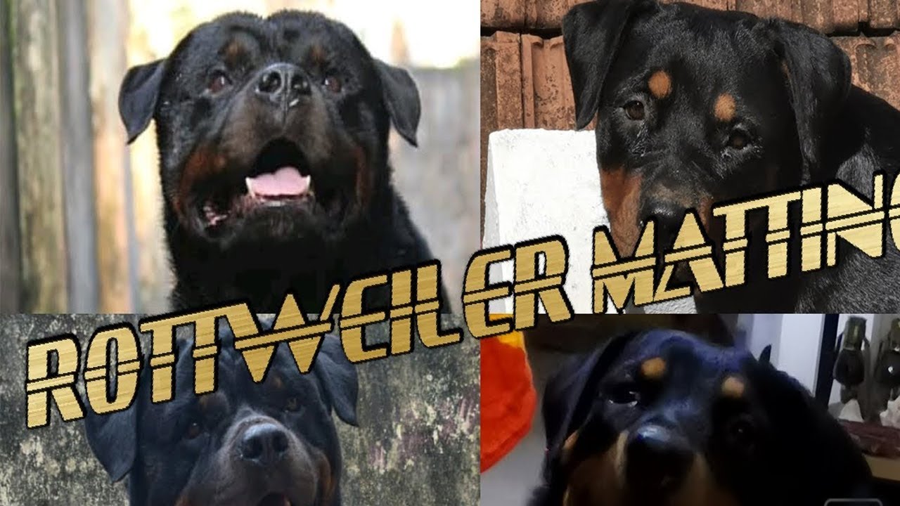 Mating Rottweiler 1st insemination for breeding Full Rottweiler Dog ...