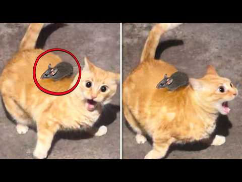 ANIMALES EXAGERADAMENTE DRAMÁTICOS QUE TE HARÁN SONREÍR
