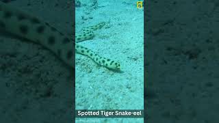 Spotted Tiger Snake eel  #snake #underwater #animals #shorts #shortvideo