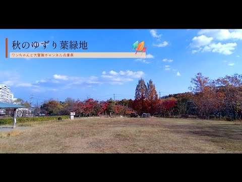 183.秋の【ゆずり葉緑地】宝塚市 自然に囲まれた芝生広場と砂防ダム✨ ワンちゃんのお散歩に人気のスポットです🌈駐車場が無いのが残念… 撮影は11月👍