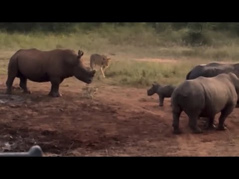 lions attack a rhino baby protect by mother rhino video
