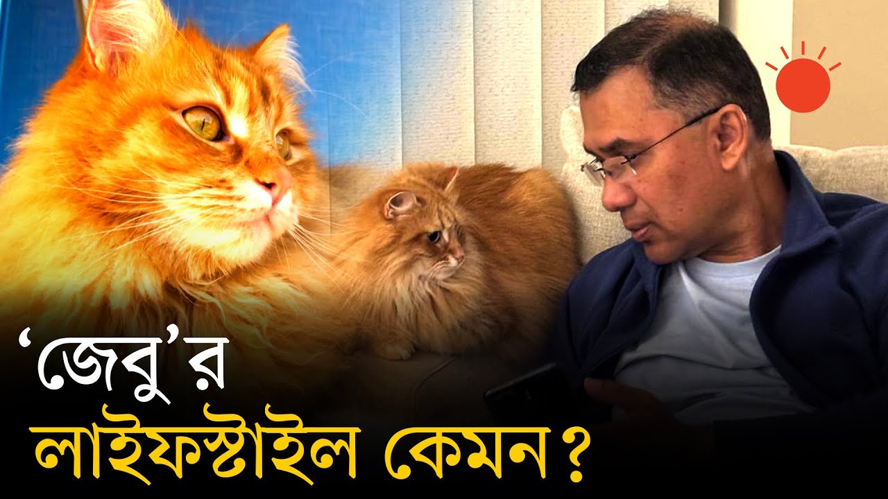তারেক রহমানের বিড়াল ‘জেবু’র বৈশিষ্ট্য কী, কোন প্রজাতির বিড়াল এটি | Tarique Rahman | Cat Zebu | BNP