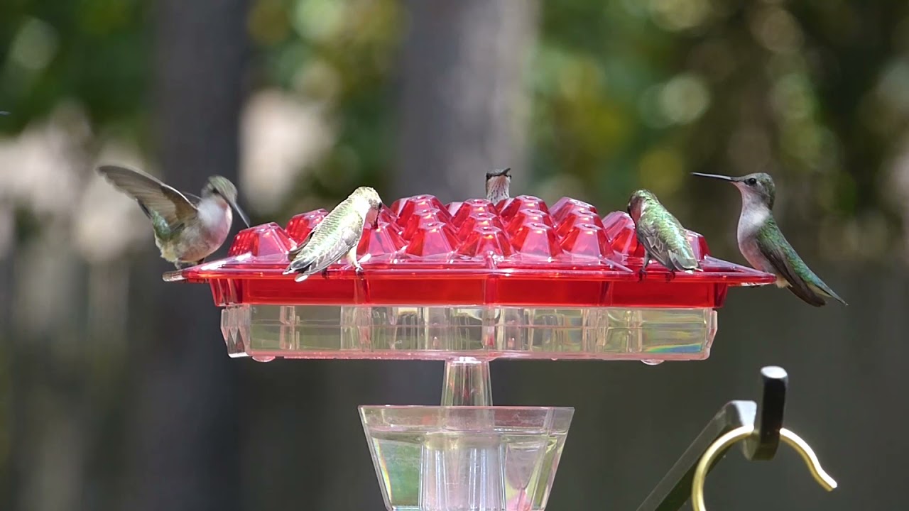 Rubythroated Hummingbirds sharing Lil Sweety Feeder YouTube