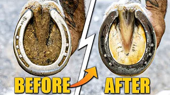 HORSE HOOF RESTORATION!