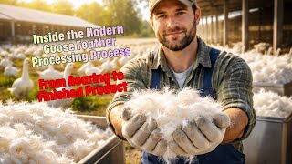 How Are Goose Feathers Produced? | Practical Documentary