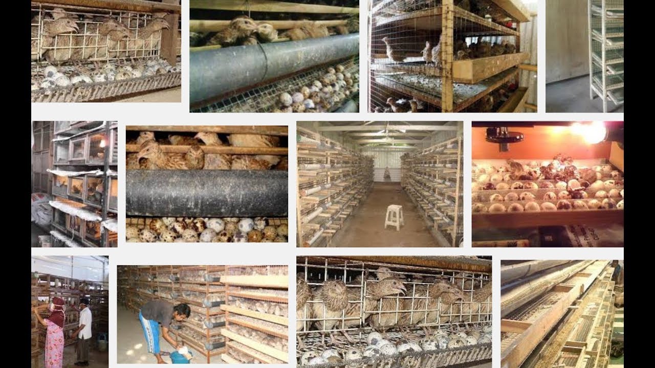 #Puyuh | Anti Gagal!! Ternak Burung Puyuh Di Rumah Omzet Puluhan Juta