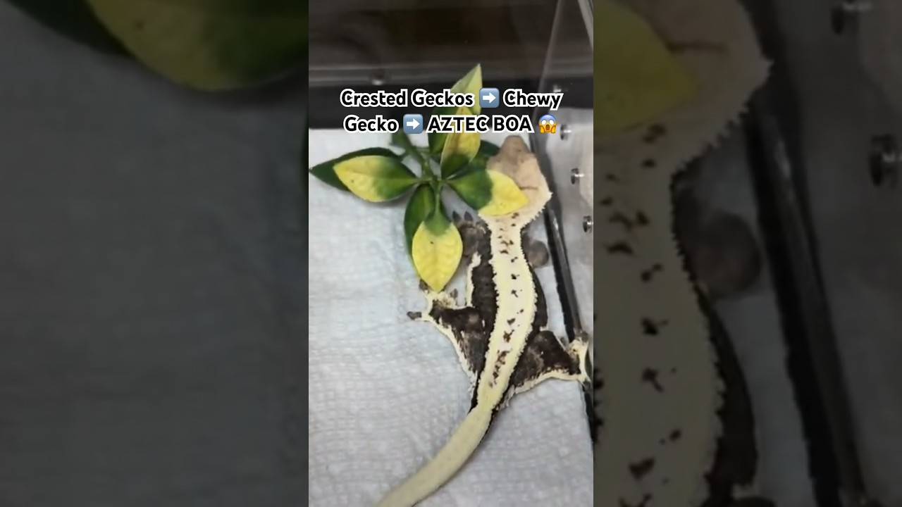 🔥 🦎 Gecko x AZTEC Boa 🐍 🔥