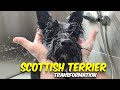 SCOTTISH TERRIER GROOMING Transformation  | Pet | Dog Grooming | The Dog