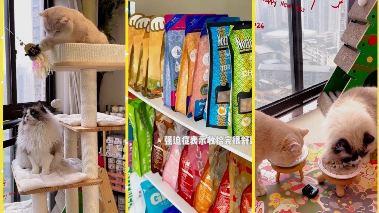 [Eng sub] Daily Cat Raising😊 | Freeze-drying storage | Aesthetic Cat ...