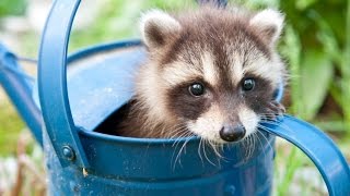 Baby Raccoon Videos - A Cute Baby Animals Compilation [Best Of]